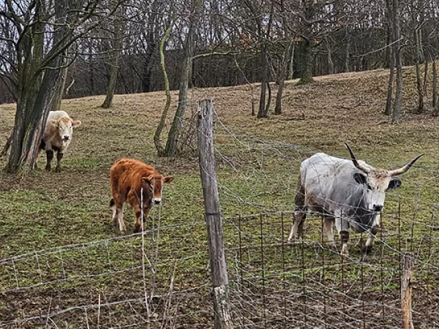 Bepillantás a tanyasi életbe